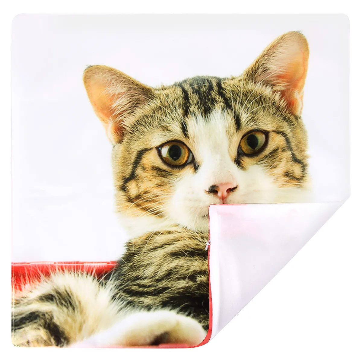 Avizar - Lot de 2 Housses de Coussin - Chat