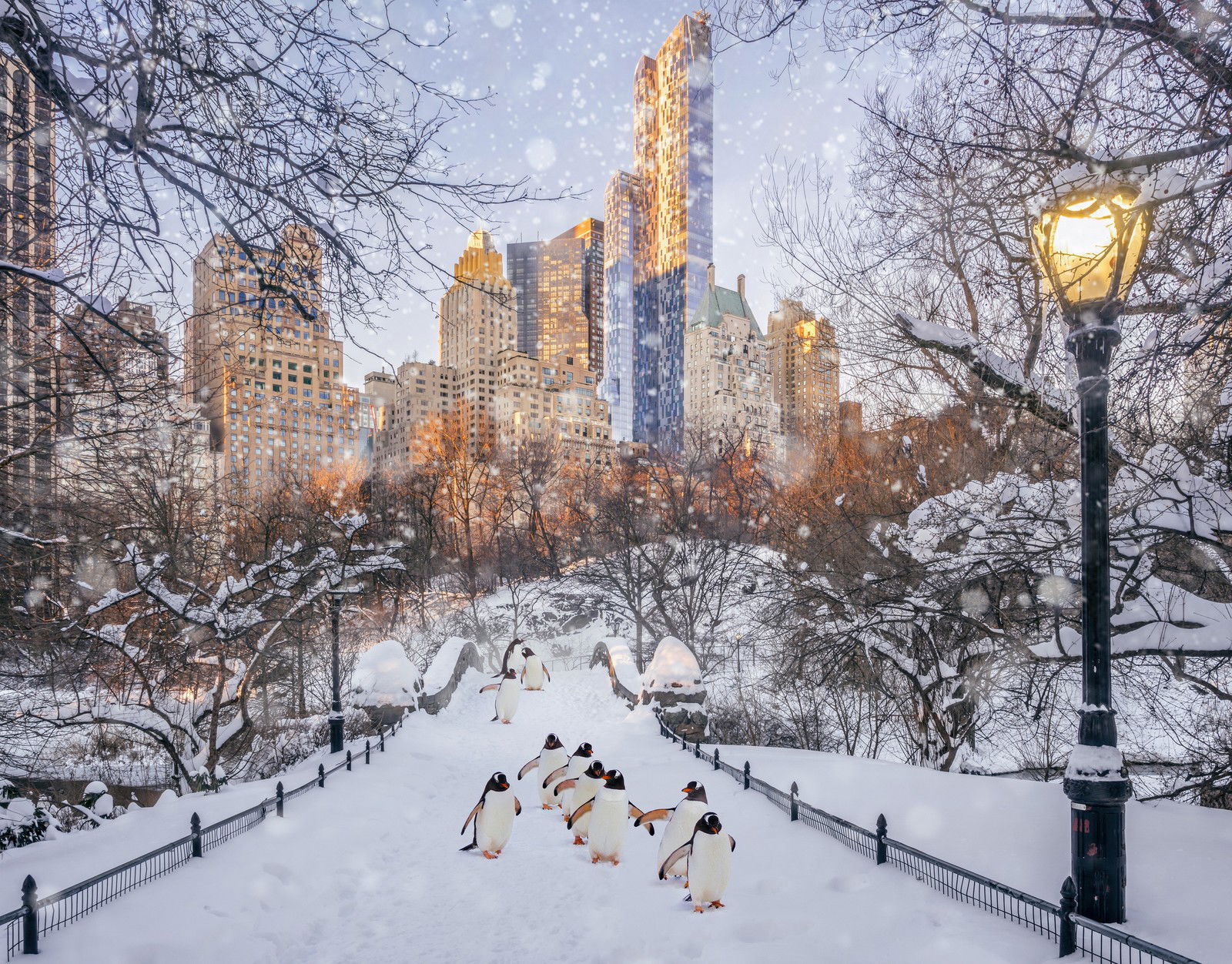 Central Park Penguins by Robert Jahns - Open Edition.