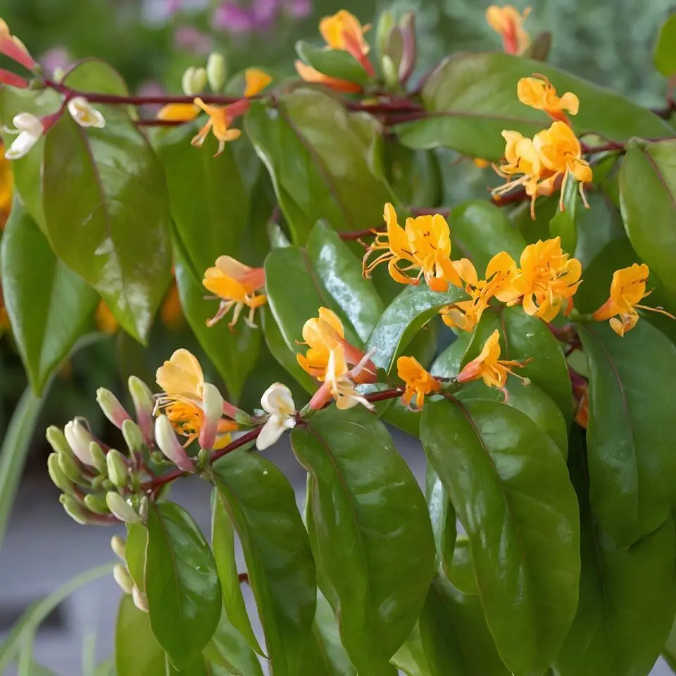 Kamperfoelie - Lonicera henryi 'Copper Beauty' - Hoogte 110-120cm - ⌀17cm