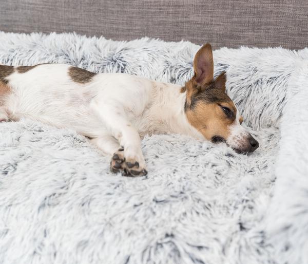 Trixie Polster-Schondecke Harvey, rechteckig,