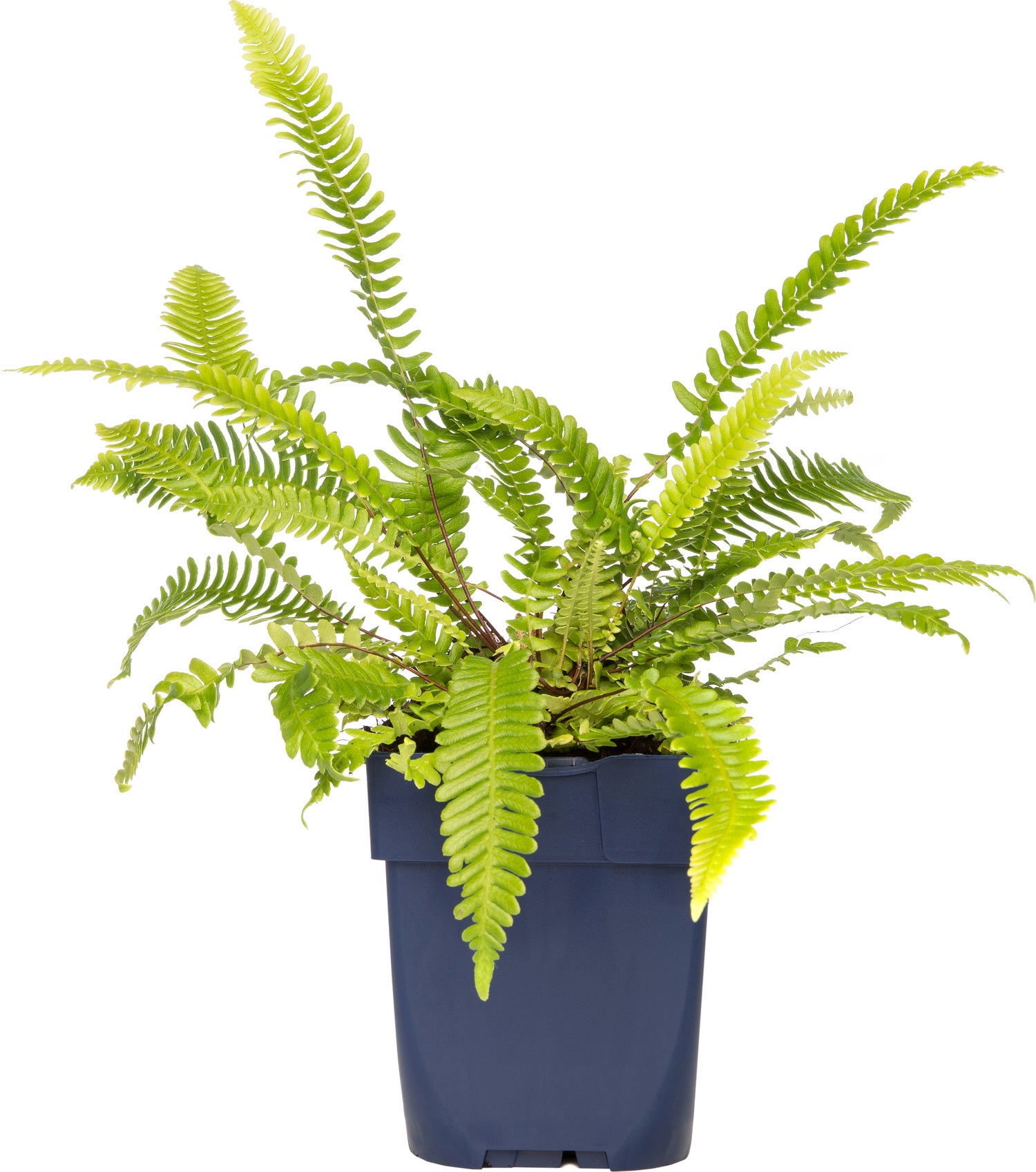 Dubbelloof (Blechnum spicant) D 11 H 20 cm