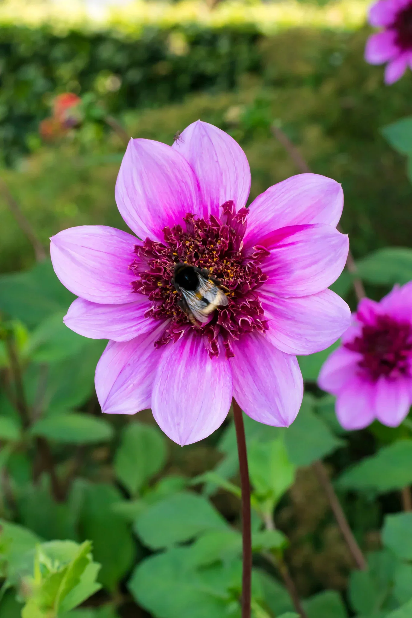 Dahlia x pinnata (Anemone flowering Groupe) 'Blue Bayou' Georgine  'Blue Bayou'