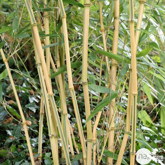 Bambou moyen phyllostachys aureosulcata 'Aureocaulis' 150/200 :pot 20L