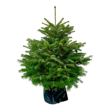 Nordmann Kerstboom Potgekweekt 100-150 cm