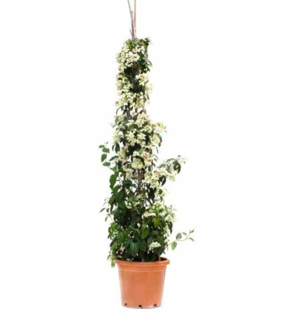 Clerodendrum thomsoniae (clérodendron) taille pot de 25l -200cm