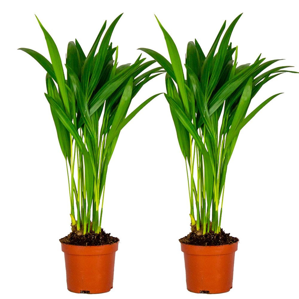 2x dypsis lutescens - palmier dorés - plante d'intérieur - entretien facile – ⌀10,5 cm - ↕25-30 cm