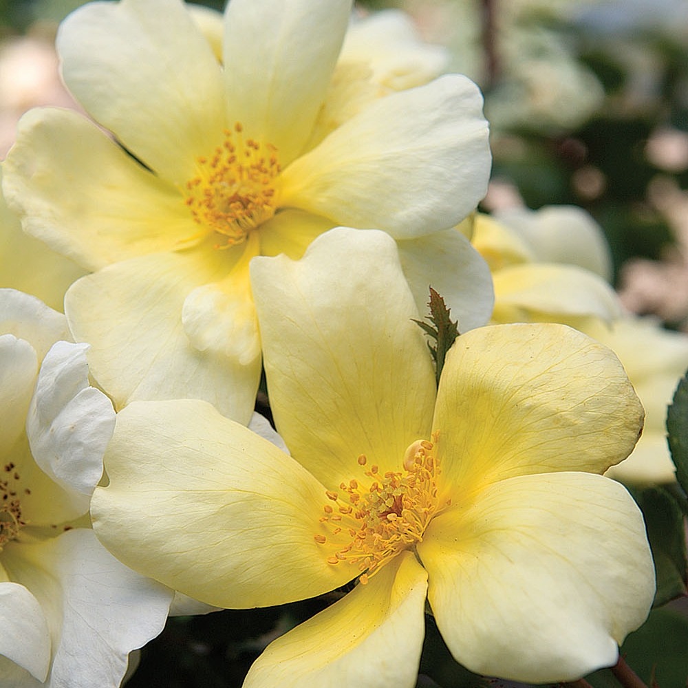 Rosier sunny knock out ® radsunny le pot de 2l
