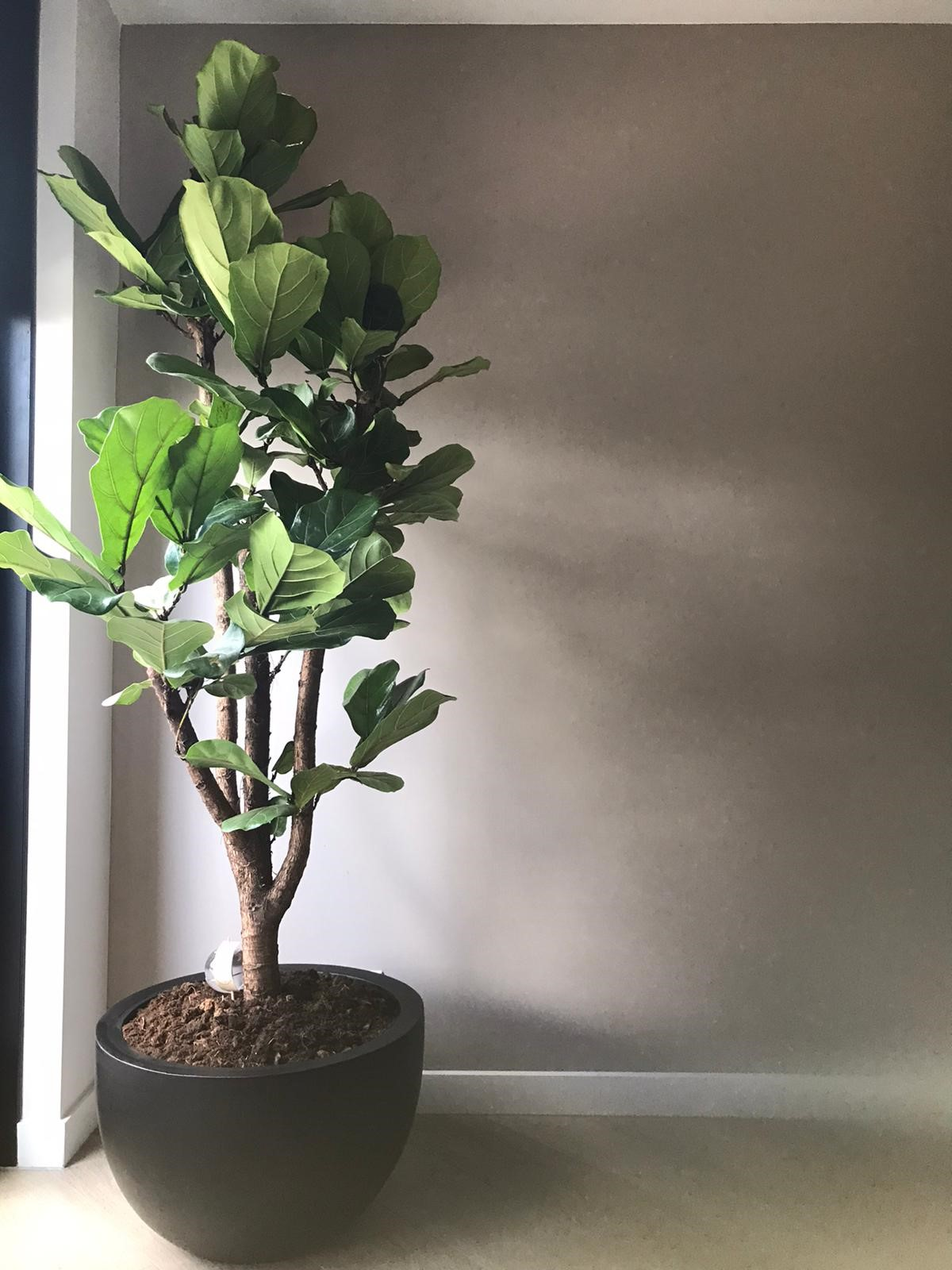 Plantenpot Louisiana black Ø45 x H28 cm