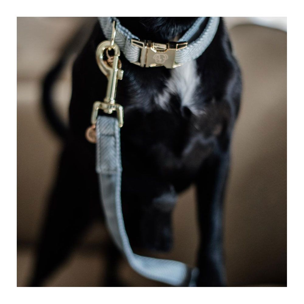 Kentucky LAINE 2M - Laisse pour chien bleu clair