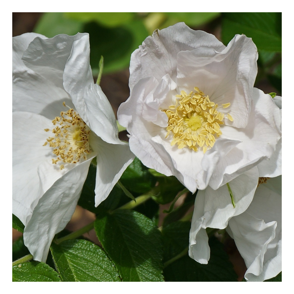 Rosier arbustif x rugosa alba/rosa x rugosa alba[-]pot de 4l - 20/40 cm