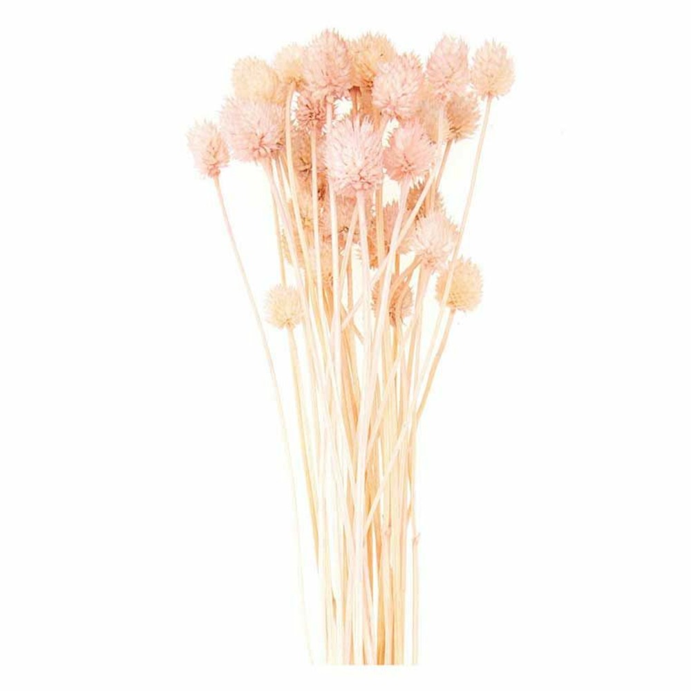 Cardères japonais séchés rose - 70 cm