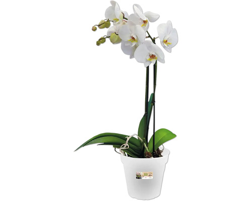 elho Provence orchideeënpot, kunststof, Ø 15 cm, H 14 cm, transparant
