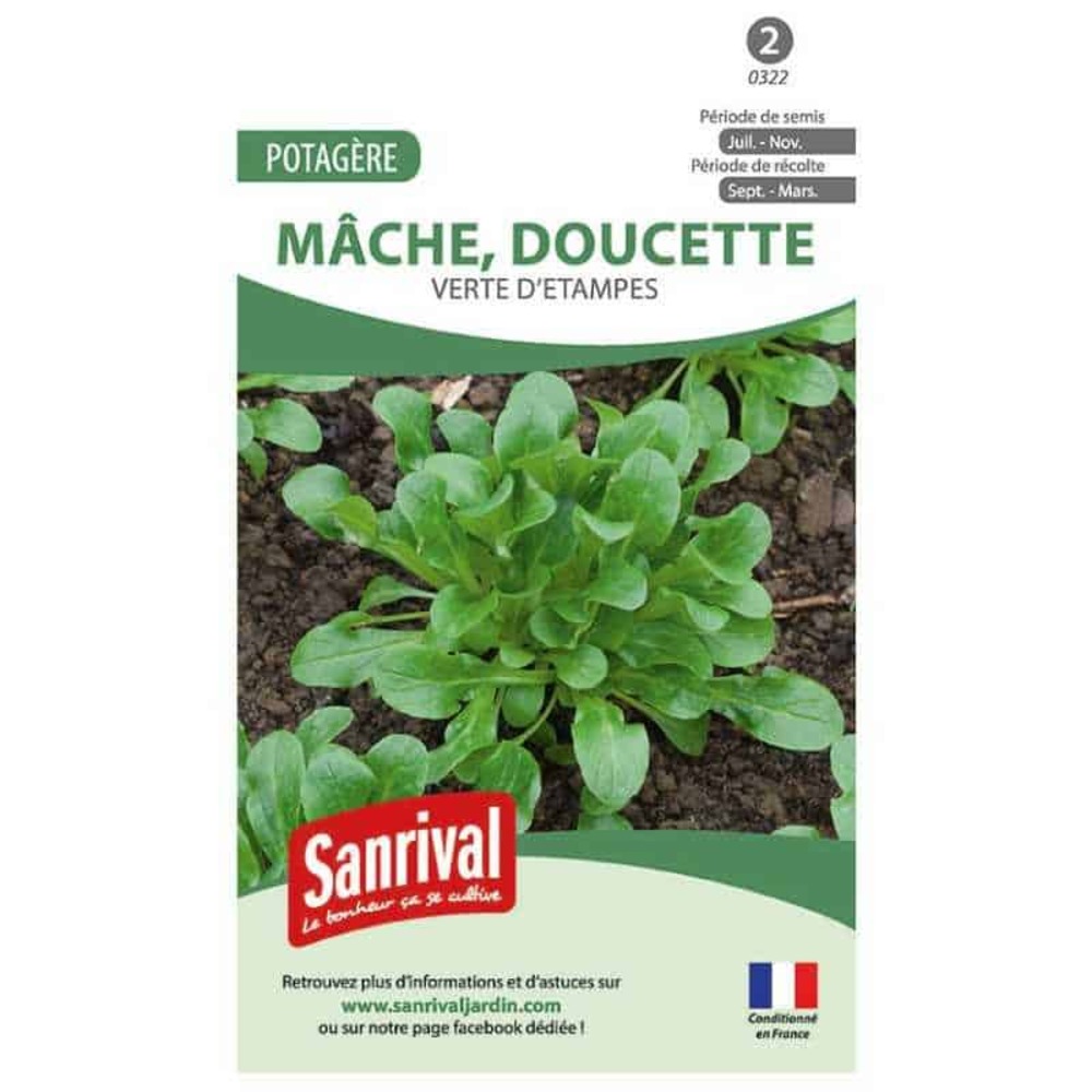 Graines mâches verte d'etampes