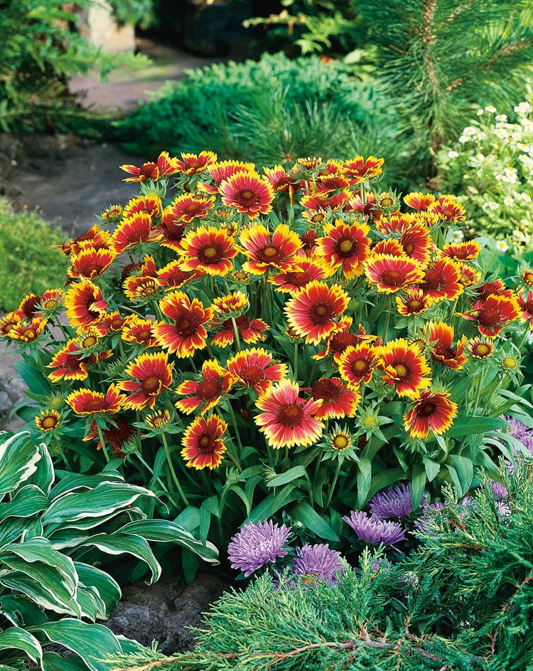 Kokardebloem (Gaillardia 'Kobold') D 9 H 10 cm