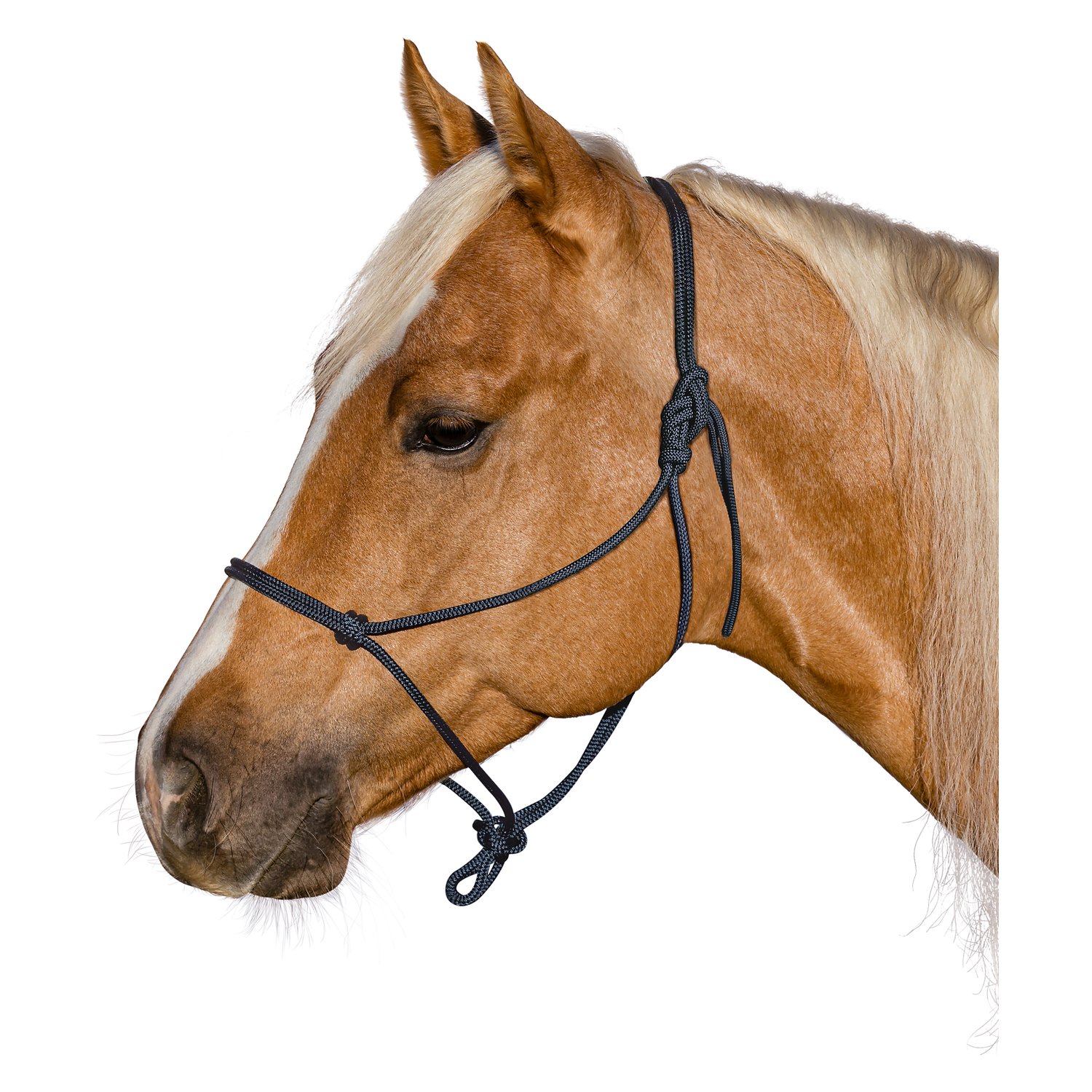 BROCKAMP Knotenhalfter Horse-Man-Halfter  - marineblau