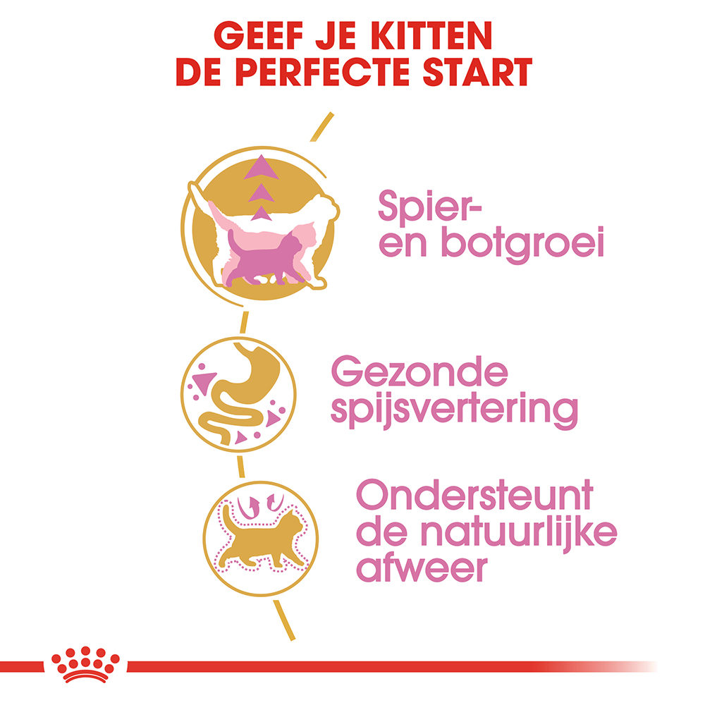 Royal Canin British Shorthair Kitten - Kattenvoer
