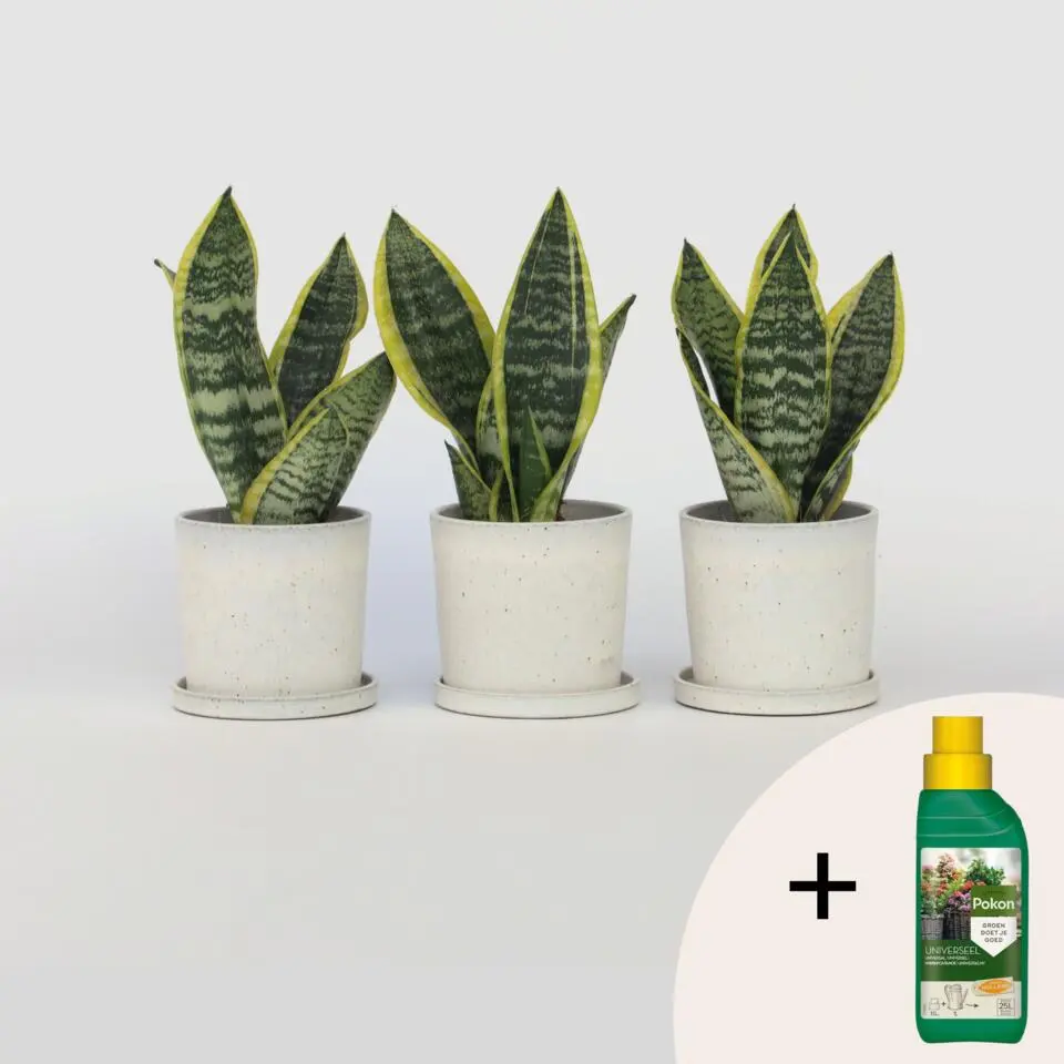 Vrouwentong - Set van 3 - Sansevieria 'Futura Superba' - Hoogte 35-40cm - ⌀12cm
