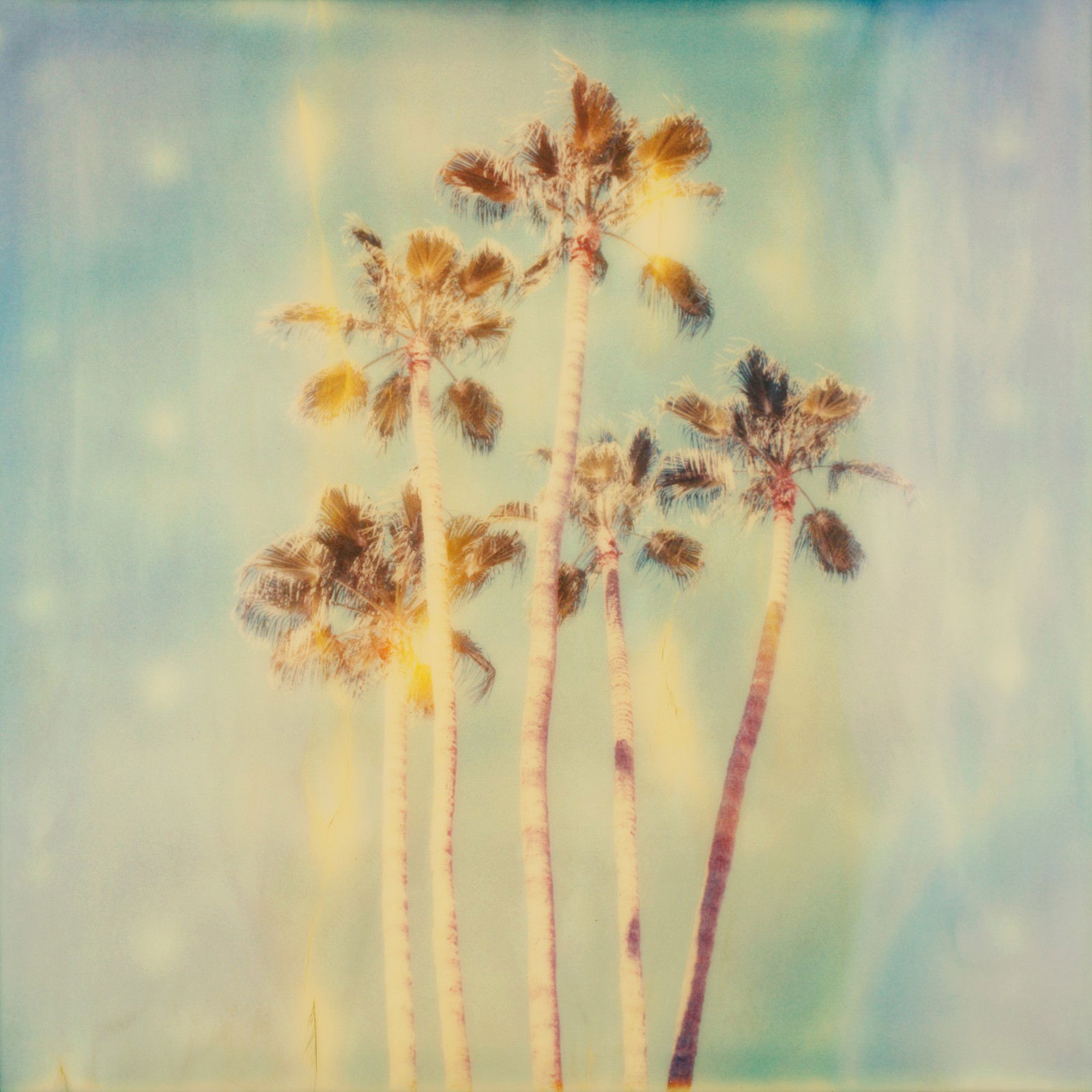Palm trees palm springs by Stefanie Schneider - Limited Edition. Edition of: 150. Signed.