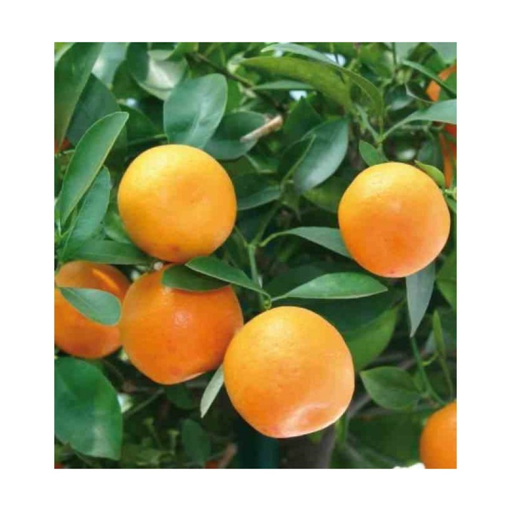 Citrus clementina adulte (syn. Citrus reticulata) taille pot 230l - 175/200cm - peri 50/60