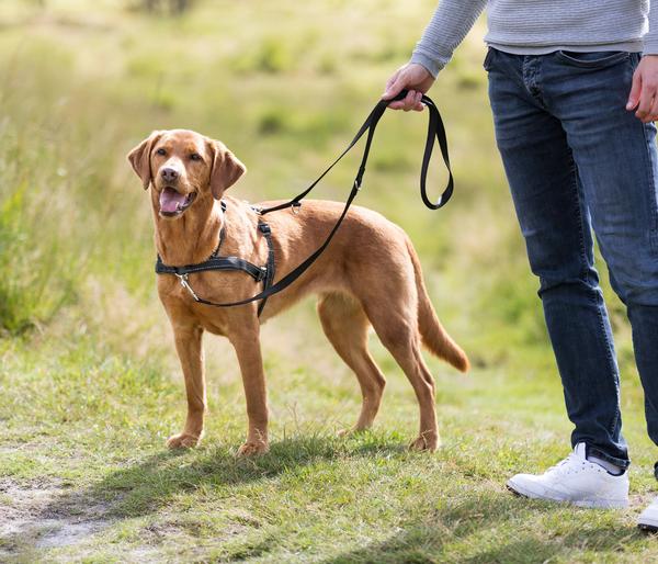 Trixie Hundegeschirr Lead'n'Walk Soft, schwarz