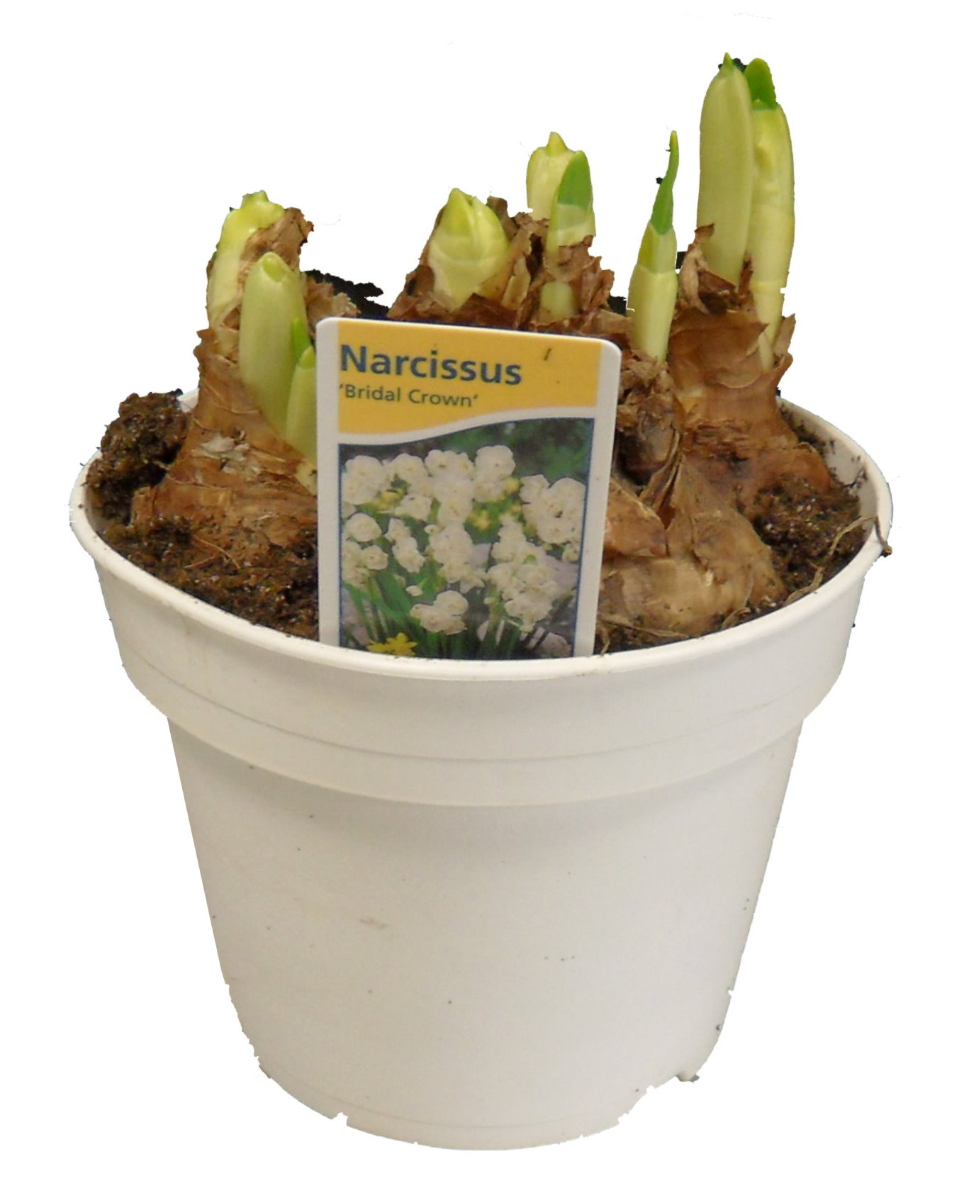 Narcisse bridel crown pot 12 cm
