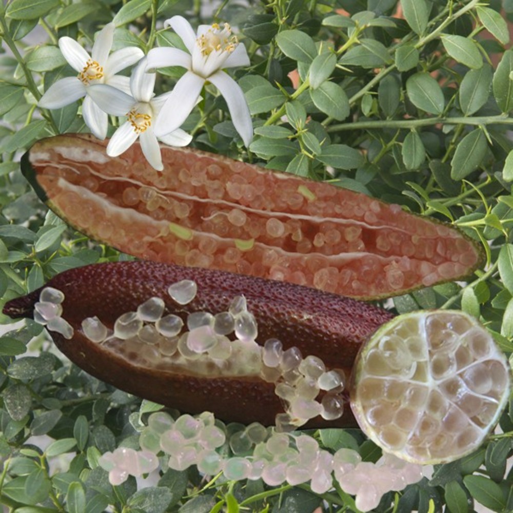 Citronnier caviar rose 