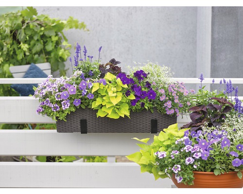 Verbena, Vervain FloraSelf Verbena Vanessa™ Serie 'Bicolor Purple' Ø 12 cm pot