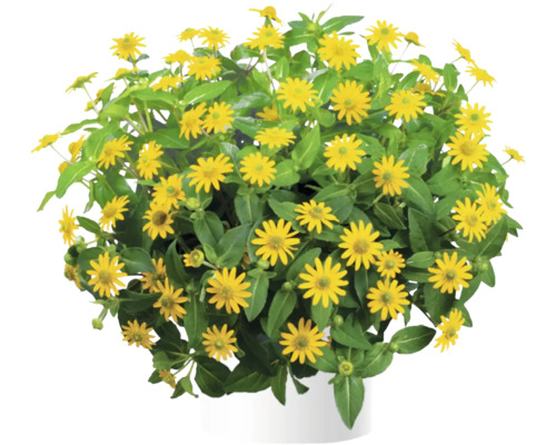 Atztekengold FloraSelf Sanvitalia hybrid 'Talya Great Yellow' Ø 12 cm pot