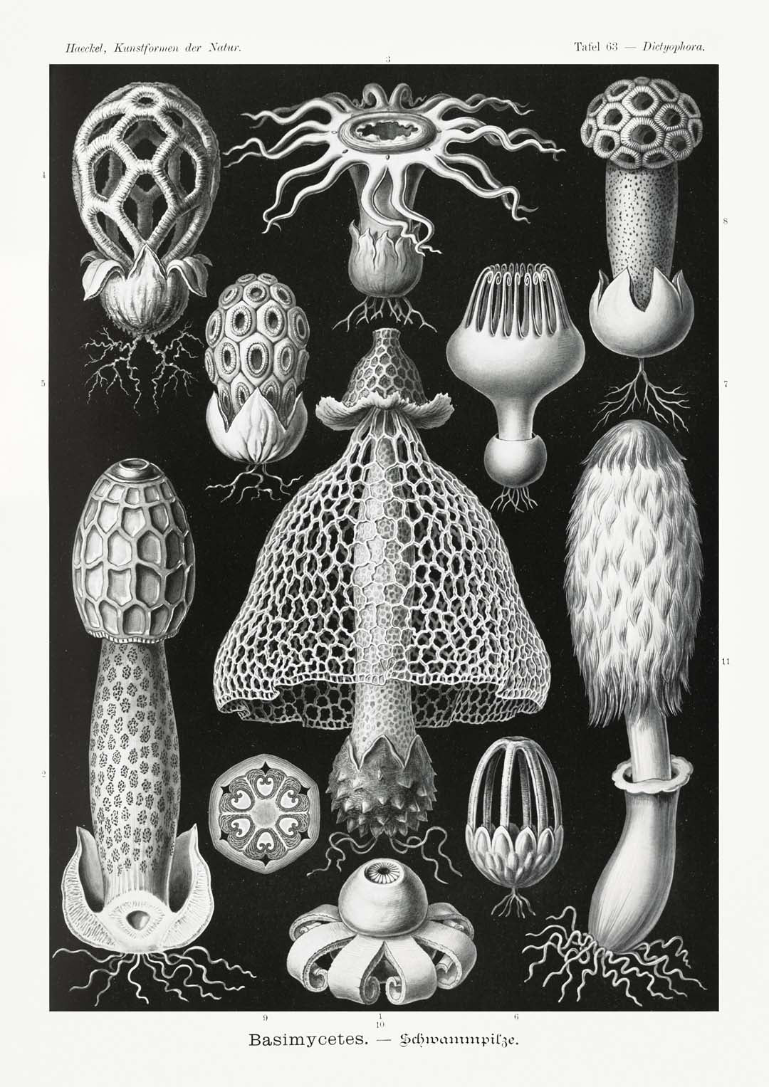 Basimycetes von Ernst Haeckel