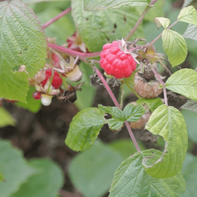 Framboisier (rubus idaeus) - godet - taille 13/25cm