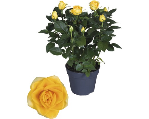 Kamerroos FloraSelf Rosa hybride 'Elouise' H 20-25 cm Ø 13 cm pot geel