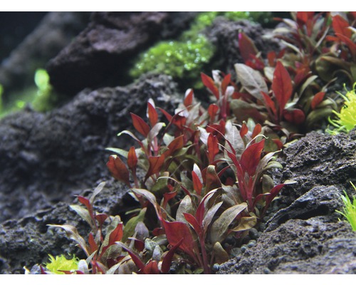 Mini Papegaaienblad - Alternanthera reineckii Mini T/10