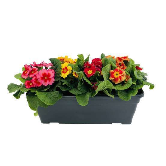 Primevères en jardinière de 40cm couleur - Coloris variables