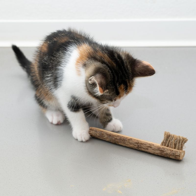 Jouet Modern Living Colombo Brosse à dents au matatabi pour chat