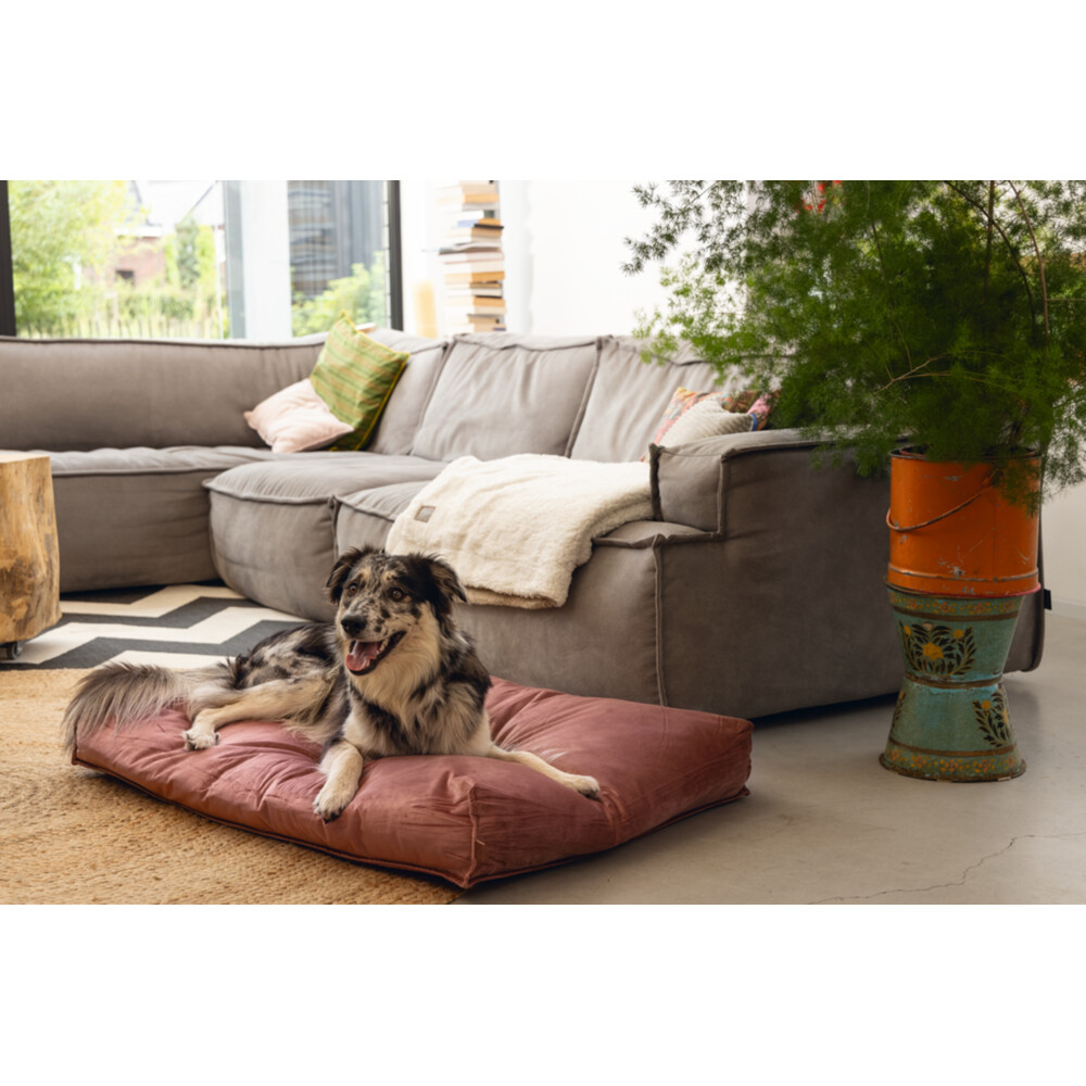 Designed by Lotte Ligkussen Nalino Hond Roze100 x 70 x 15 cm