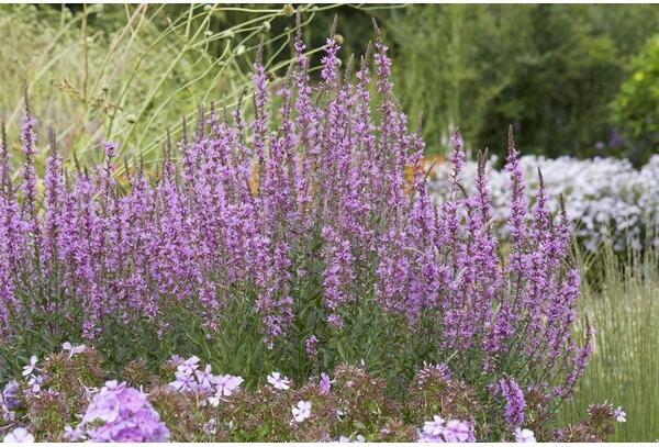 Kattenstaart (Lythrum virgatum 'Dropmore Purple') D 9 H 10 cm