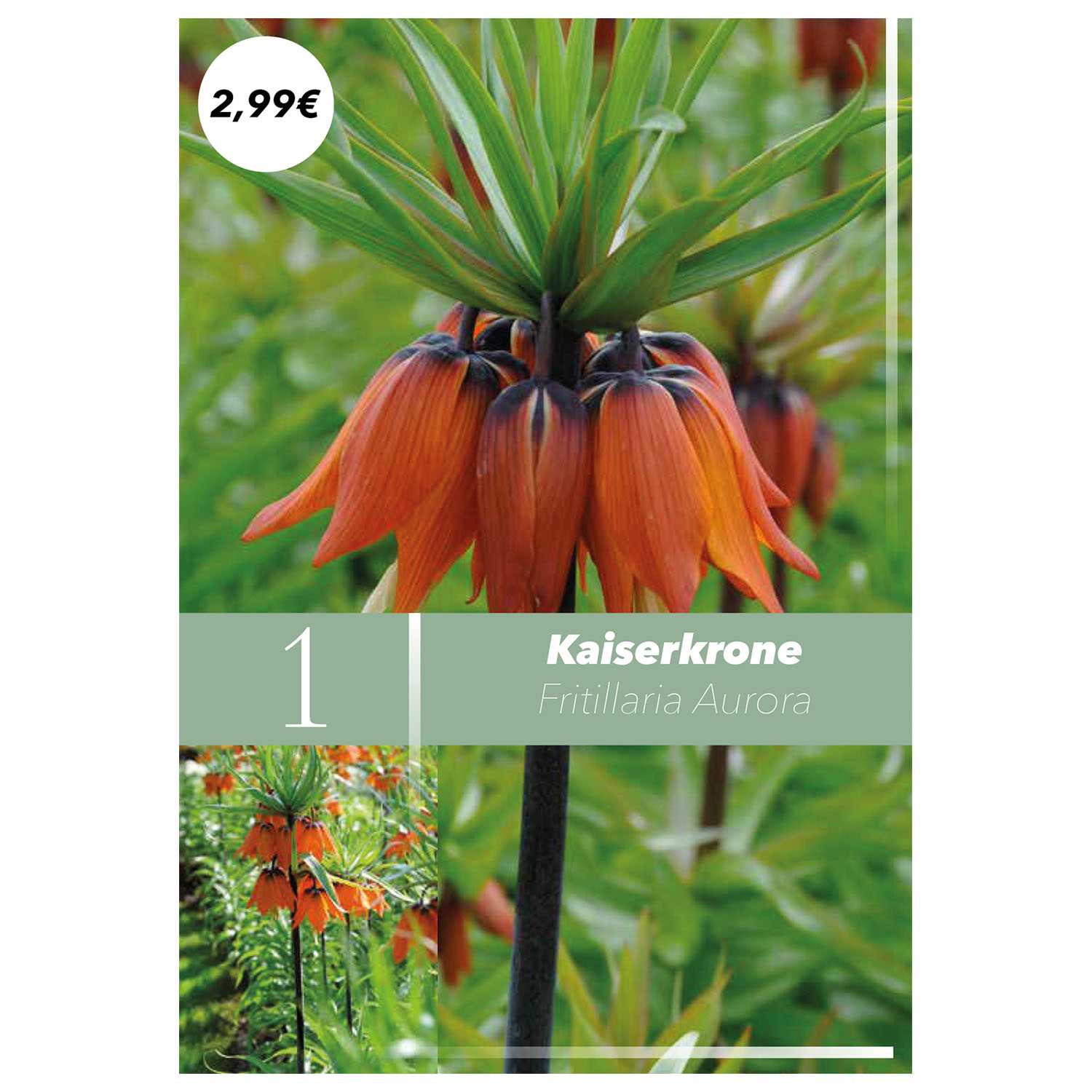 Blumenzwiebeln Frühlingsboten Herbst 9fach