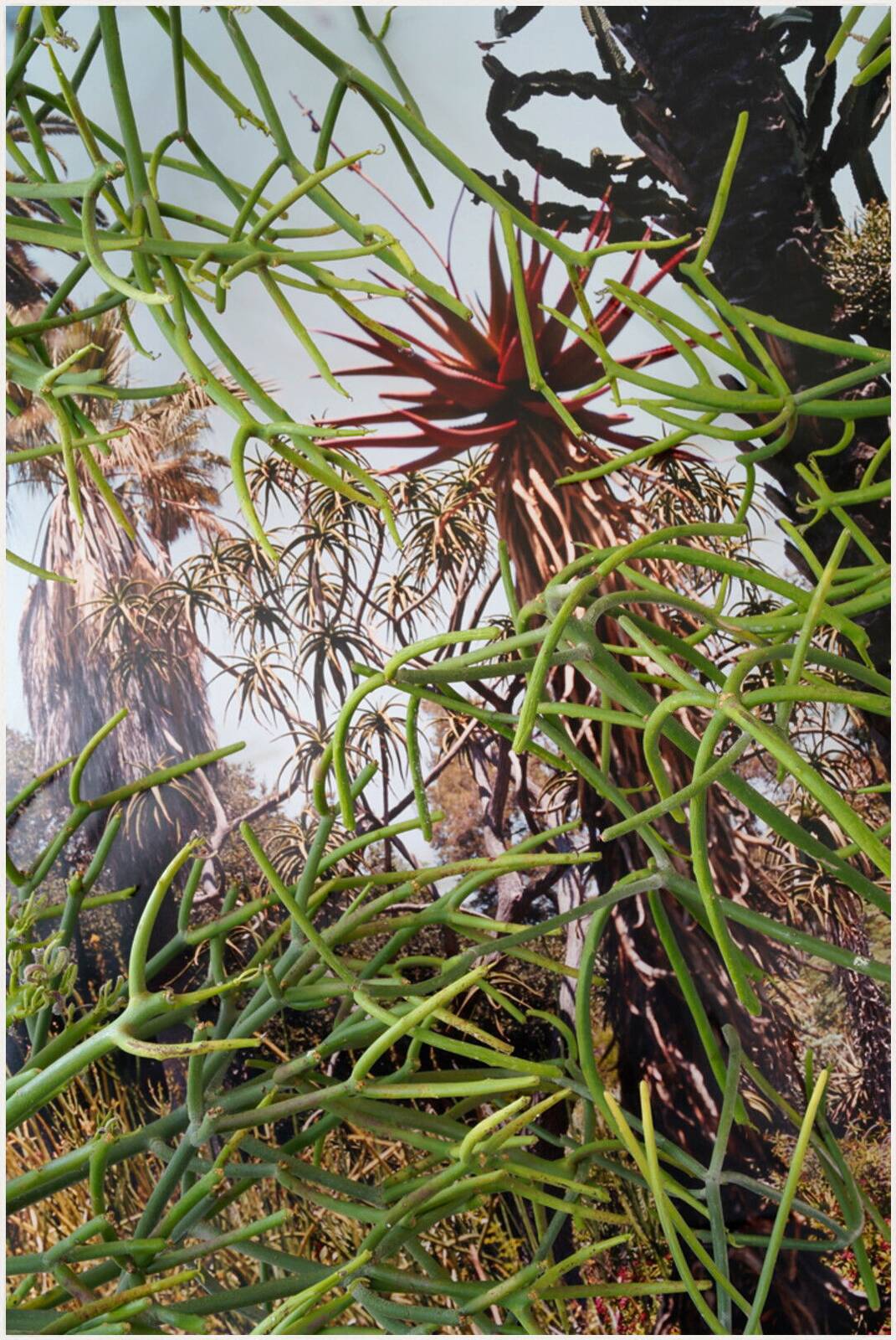 DSC4880 by Robert Bonk - Limited Edition. Edition of: 150. Signed.