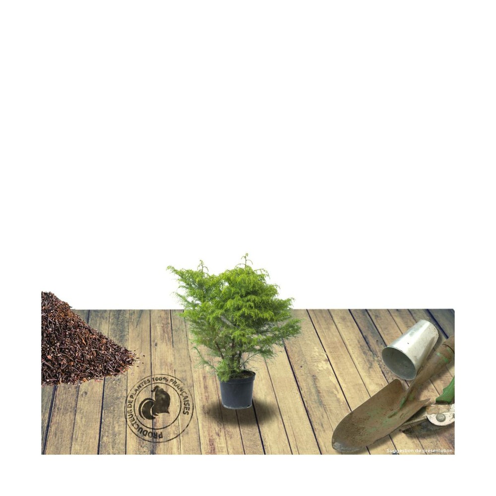 Cèdre du japon japonica elegans viridis/cryptomeria japonica elegans viridis[-]pot de 3l - 20/40 cm