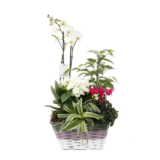 Composition Panier Fleuri : 5 plantes- Coloris variables (N7).