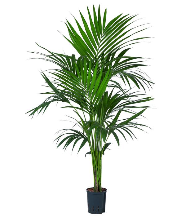 Kentiapalme, Howea forsteriana, Hydrokultur