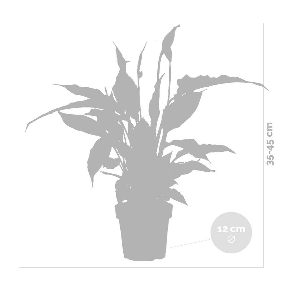 Spathiphyllum 'torelli' - peace lily - plante d'intérieur - purificateur d'air – ⌀12 cm - ↕35-45 cm