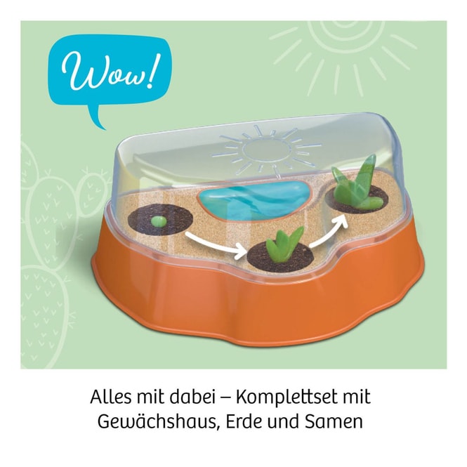 Mitbring-Experimente - Kakteen-Wüste