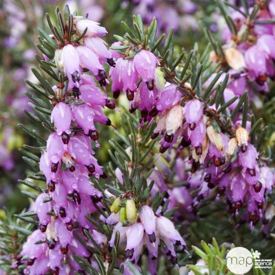 Erica x darleyensis 'Kramer's Rote' : ctr 1L