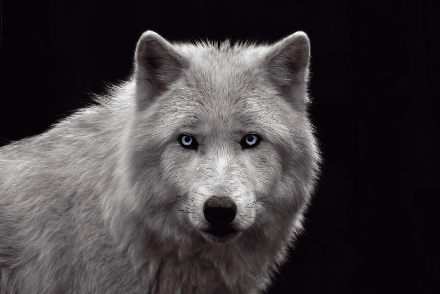 Poster weißer Wolf, 61 x 91 cm| NANU-NANA