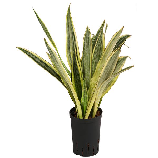 Bogenhanf - Sansevieria trifasciata 'Lauren',