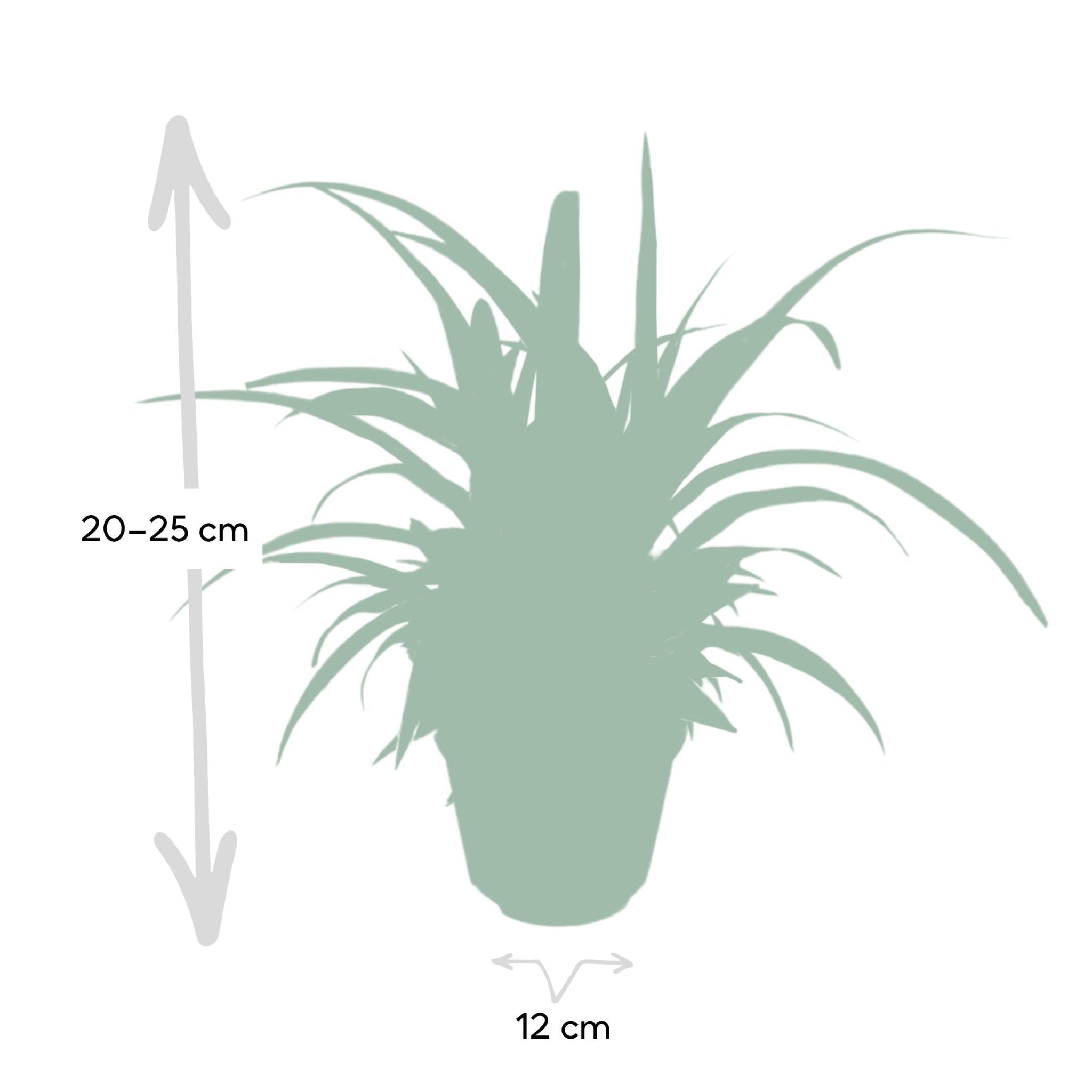 Plante d'intérieur - chlorophytum variegata 12cm