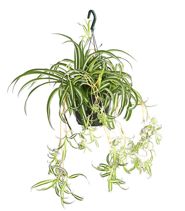 Grünlilie - Chlorophytum comosum, Ampel