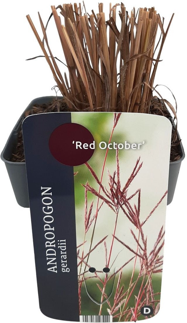 Baardgras (Andropogon gerardii 'Red October') D 17 H 10 cm