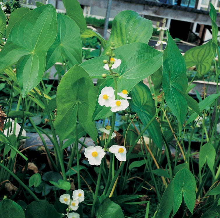 Breedbladig Pijlkruid (Sagittaria latifolia) D 9 H 20 cm